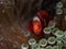 Spine-cheeked anemonefish, Premnas biaculeatus. Misool, Raja Ampat, Indonesia