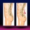 Spine Curves - Spinal deformity. Symbol of spine curvatures or unhealthy backbones. Human spine anatomy, curved spine