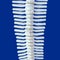 Spine of a dolphin