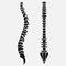 Spine emblem, anatomy human, clinic icon