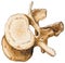 Spine - Lumbar Vertebra