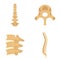 Spine orthopedic vertebra icons set, flat style