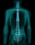 Spine X-Ray Realistic Image