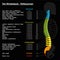 Spine Reflexology Chart German Text