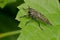 Spine-tailed Robber Fly - Genus Proctacanthus