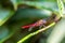 The Spine-tufted skimmer, or brown-backed red marsh hawk, is a species of dragonfly in the family Libellulidae. Dragonfly is