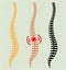 Spine vector eps