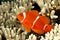 Spinecheek Anemonefish