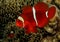 Spinecheek Anemonefish