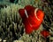 Spinecheek Anemonefish