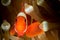 spinecheek anemonefish, clownfish