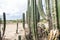 Spined Cactus at Tatacoa Desert