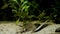 Spined loach dig in sand substrate bottom not afraid of people, ninespine sticklebacks blurred in background in European biotope