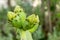 Spineless cactus or prickly pear in bloom