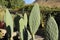 Spineless Opuntia ficus indica cactus plants in the garden