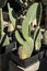 Spineless Opuntia ficus indica cactus plants in the garden