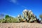 Spineless Prickly Pear Cacti in Xeriscaping