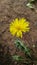 Spines cactus dry brown plants nature wild