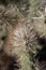 Spines On The End of A Teddy Bear Cholla Arm