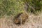 Spines and fur of Echidna (spiny anteaters) walking in the wild