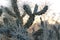 spines of the Saguaro cactus