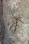 Spines on the trunk of the acacia tree