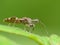 Spiney Assassin Bug On A Leaf