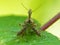 Spiney Assassin Bug On A Leaf