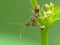 Spiney Assassin Bug On A Plant Stem