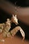 Spiney Flower Mantis