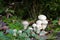 Spiney puffball mushrooms