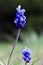 Sping flowers. Grape hyacinth Muscari. Blue Muscari. Mouse hyacinth