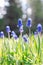 Sping flowers. Grape hyacinth Muscari.Gardening Blue Muscari. Mouse hyacinth