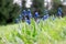 Sping flowers. Grape hyacinth Muscari.Gardening Blue Muscari. Mouse hyacinth