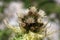 Spiniest Thistle (Cirsium spinosissimum)