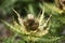 Spiniest Thistle (Cirsium spinosissimum)