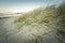 Spinifex Coastal Grass at Beach