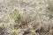 Spinifex flower heads