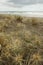 Spinifex grass growing on sandy beach