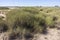 Spinifex grass in outback Queensland