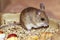 Spinifex hopping mouse