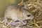 Spinifex Hopping Mouse