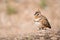 Spinifex Pigeon near Alice Springs, Northern Territory