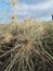 spinifex plant is a beach plant that functions to keep sand from moving asily In balauring