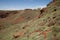 Spinifex Plant - Outback Australia