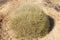 Spinifex Plant - Outback Australia