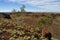 Spinifex Plants - Outback Australia