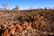 Spinifex Plants - Outback Australia