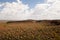 Spinifex Plants - Outback Australia