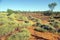 Spinifex in Red Centre, Australia